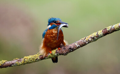 Male common kingfisher fishing