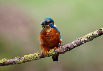 Male common kingfisher fishing