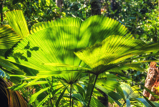 Fan palm (Licuala ramsayi)