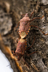 Mating bugs. Two bugs. Macro photo. insects on the surface of a tree. Wild life of bugs in the summer. Tree bark close-up. Brown bugs with orange spots.