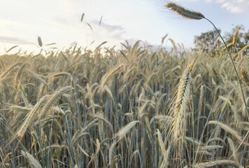field of wheat