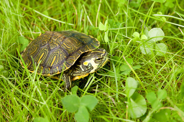 Turtle in grass
