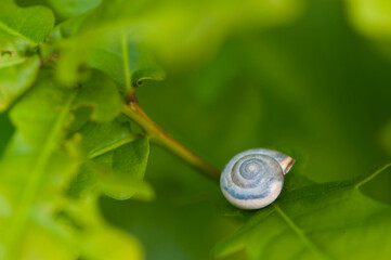 
snail shell in green leaves