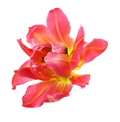 Coral tulip flower