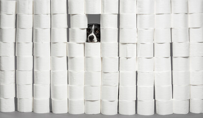 isolated black and white border collie dog hiding behind a wall made of toilet paper rolls looking through a hole in a studio on a grey seamless background