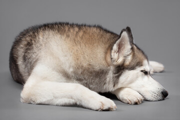 isolated siberian husky dog sleeping with eyes closed in a studio on a grey seamless background