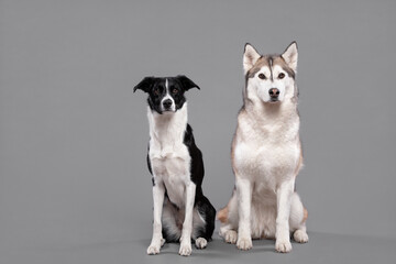 isolated siberian husky dog and a border collie sitting next to each other  in a studio on a grey...