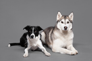 isolated siberian husky dog and a border collie lying down next to each other  in a studio on a grey seamless background
