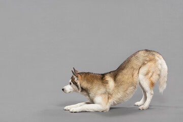 isolated siberian husky dog bowing in a studio on a grey seamless background © Oszkár Dániel Gáti