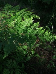 forest trees. nature green wood sunlight backgrounds.