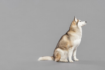 isolated siberian husky dog sitting in a studio on a grey seamless background