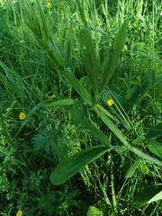 forest trees. nature green wood sunlight backgrounds.
