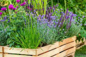 Meadow flowers growing in wooden box in urban garden