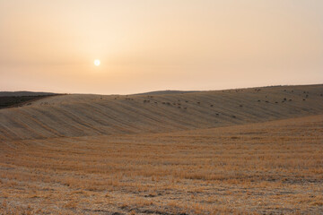Fototapeta na wymiar Herd of sheep and lambs on sunset field.