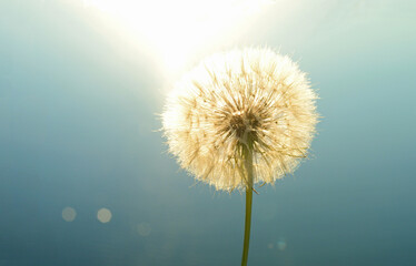 tender large dandelion against blue sky