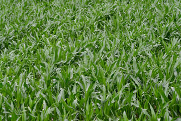 maisfeld hintergrund struktur grün von oben aufsicht im wind 