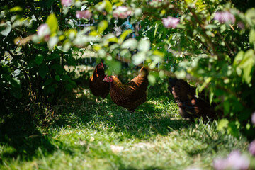 Hühner im Garten der Rasse Zwerg Welsumer