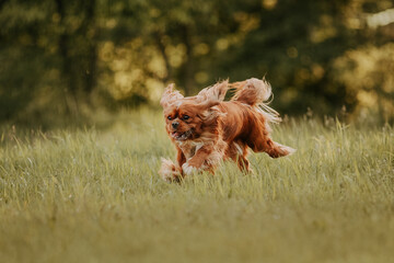 running cavalier king charles spaniel