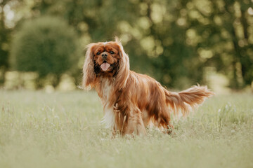 cavalier king charles spaniel