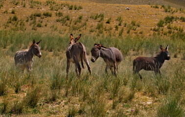 Naklejka na ściany i meble Tajikistan. The Pamir highway. A small herd of domestic donkeys frolic in the mountain steppes during a break from pack work.