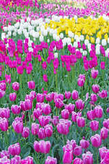 multicolored tulips on flowerbed