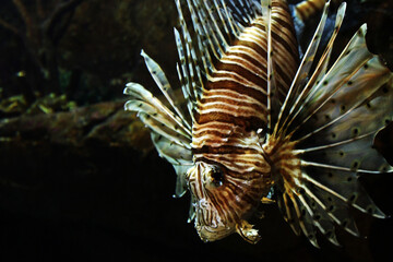 Fototapeta na wymiar Exotic motley brown fish with stripes on the sides and spiky long fins
