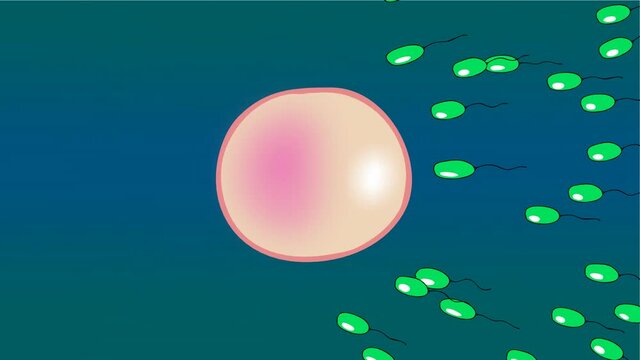 Spermz in race 01,
Spermz meets around the human egg.2D hand drawn animation.HD 1080.