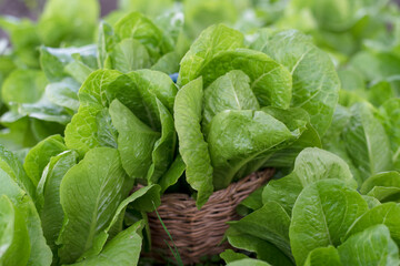 romano salad in a basket in the garden