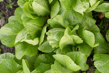 leaf salad in a bag of fabric on a background of green grass