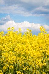 Obraz premium bright yellow rape flowers close up, background of blue sky with clouds, selective focus, copy space