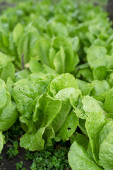 romano salad in a basket in the garden