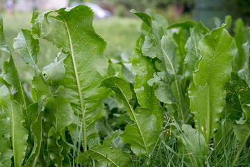 Horseradish plant in the garden. Close-up