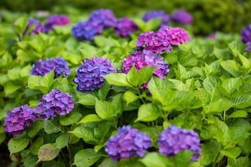 上野公園の紫陽花