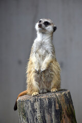 ミーアキャット