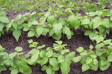 young beans in the garden in early summer