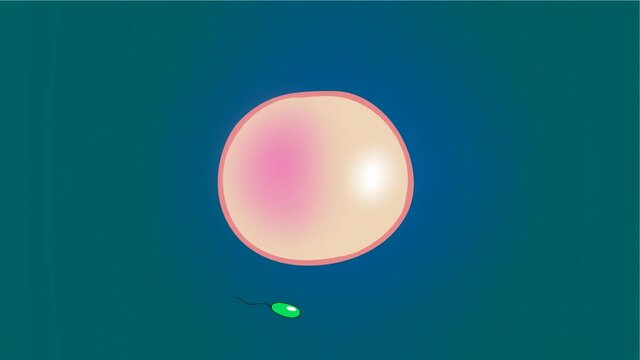Spermz in race 03,
Sperm runs behind the egg,to catch.2D hand drawn animation.HD 1080.