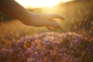Close-up of a female hand picking herbs. The photo is back lit by the rising/setting sun, so the light is soft and warm.