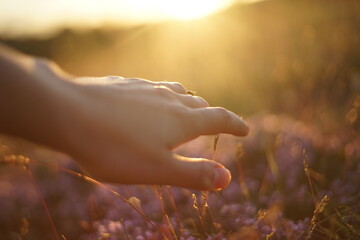 Close-up of a small fly resting on a female hand. The picture is taken during sunset/ sunrise so the light is soft and warm.