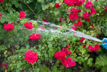 Fototapeta na wymiar watering roses from a hose in the garden
