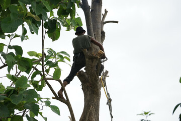 Portriat of arborist holds on the tree with hand saw with clear sky background