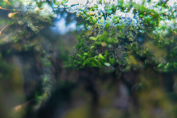 Blurred background with hanging moss and empty space for text or header.