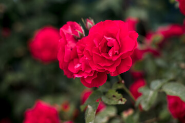 Red roses in the garden. Rose bush in the country in summer