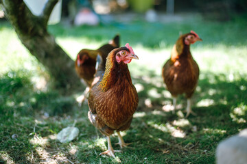 Hühner im Garten der Rasse Zwerg Welsumer