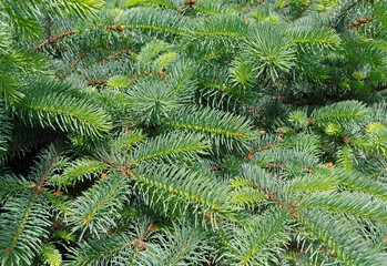 very beautiful spruce branch as background