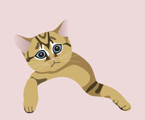 Vector color flat illustration of a tabby realistic kitten. Isolated on a pink background