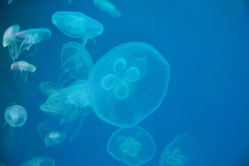 Exotic ocean jellyfish close-up different in types and forms. Background, texture.