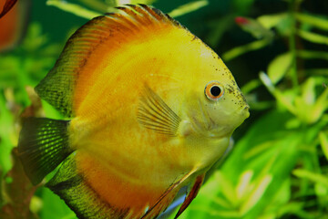 Exotic ocean yellow fish almost round in shape close up