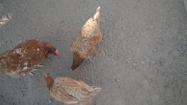 Three red domestic chickens peck grains from the ground at feeding time. Top view. Space in right side