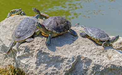 turtles basking and swimming in the sun