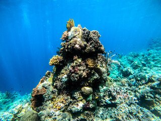 ダイビング中の写真